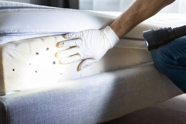 Best Ant Control Services  in Union Point, GA