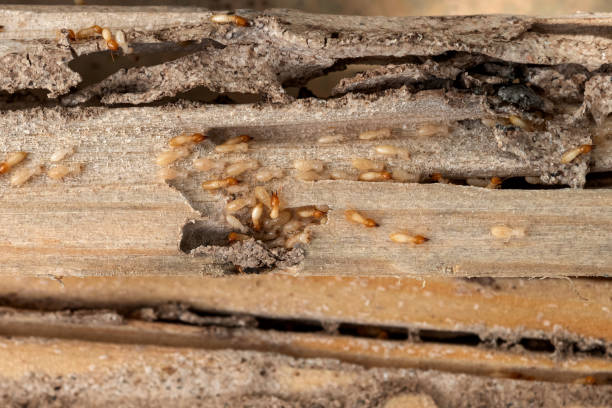 Best Best Pest Control Companies  in Union Point, GA